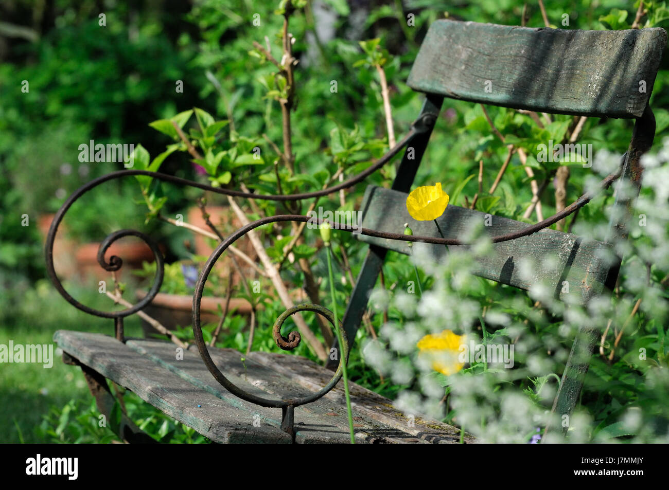 old garden bench with poppy flowers. Stock Photo