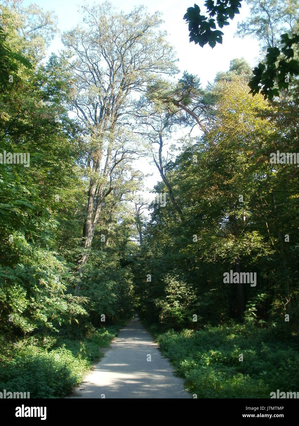 This title likely refers to a specific location or event, Sternallee, on the date September 26, 2011. The nature of the event or subject is unclear, but it is marked by the date and place. Stock Photo