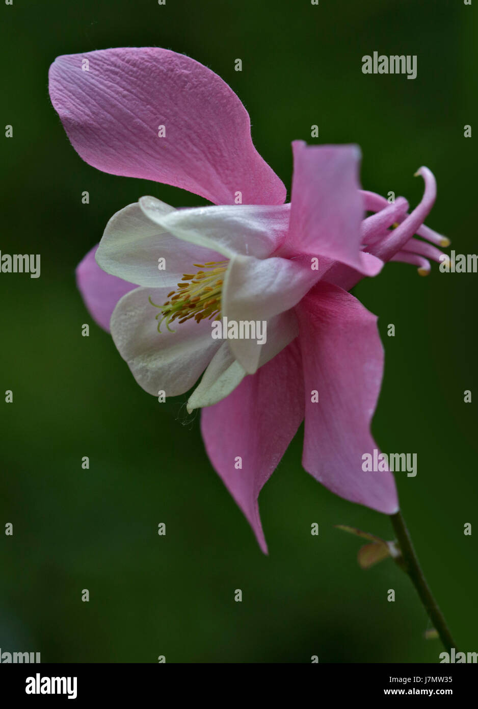Aquilegia Spring Magic (Columbine Stock Photo - Alamy