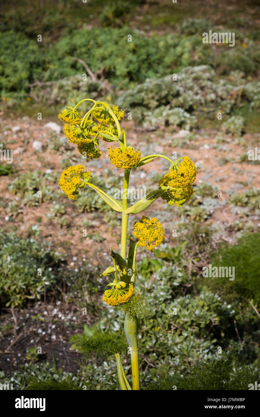 Yellow Canarian Giant Fennel in Lanzarote, Spain. Stock Photo