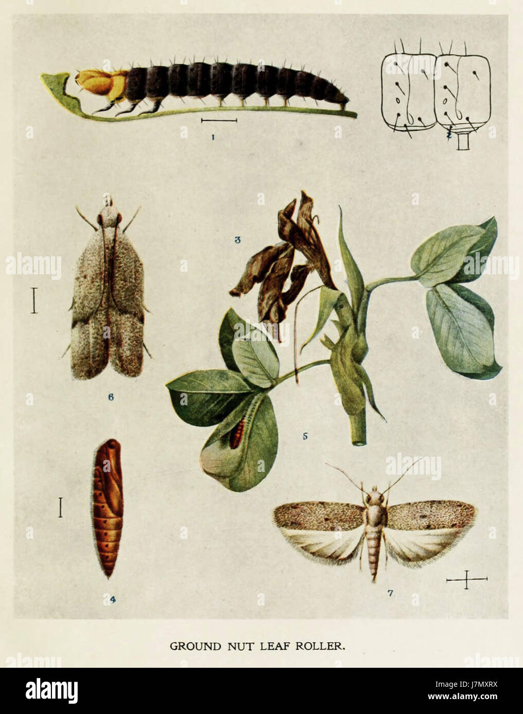 17 Indian Insect Life Harold Maxwell Lefroy Anarsia ephippias Stock