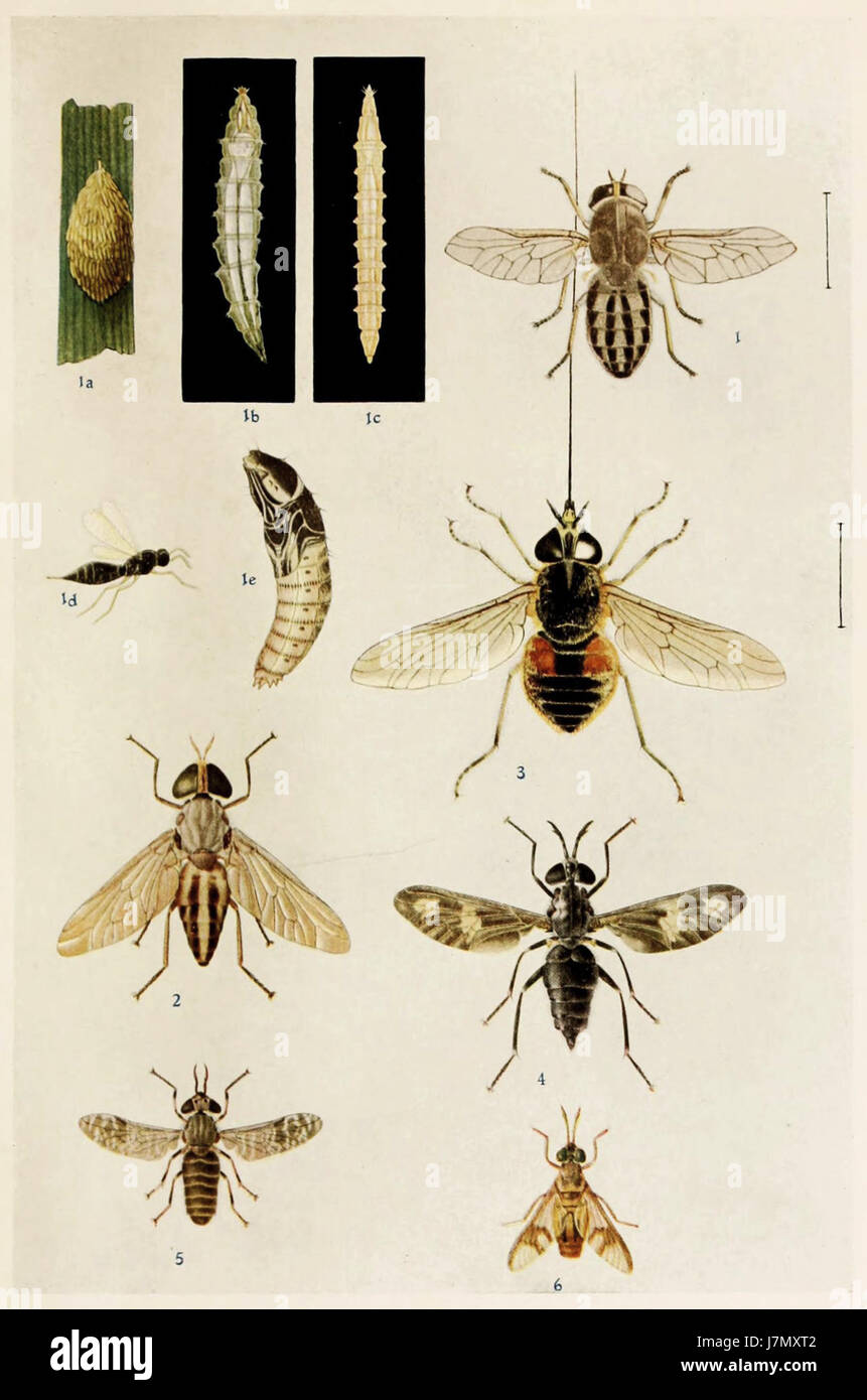 14 Indian Insect Life Harold Maxwell Lefroy Tabanidae Stock Photo Alamy