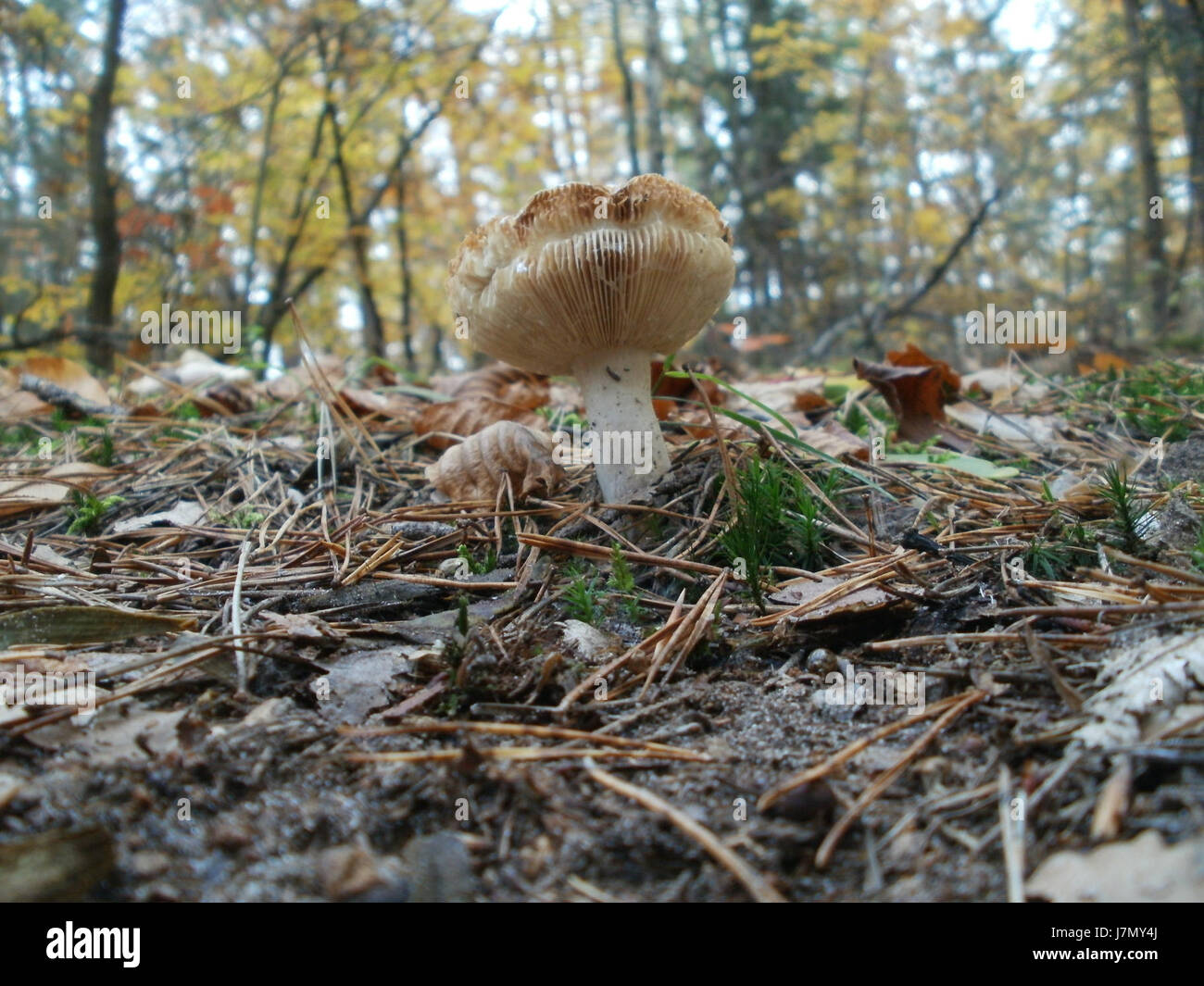 20111030Pilze Reilinger Eck 7 Stock Photo