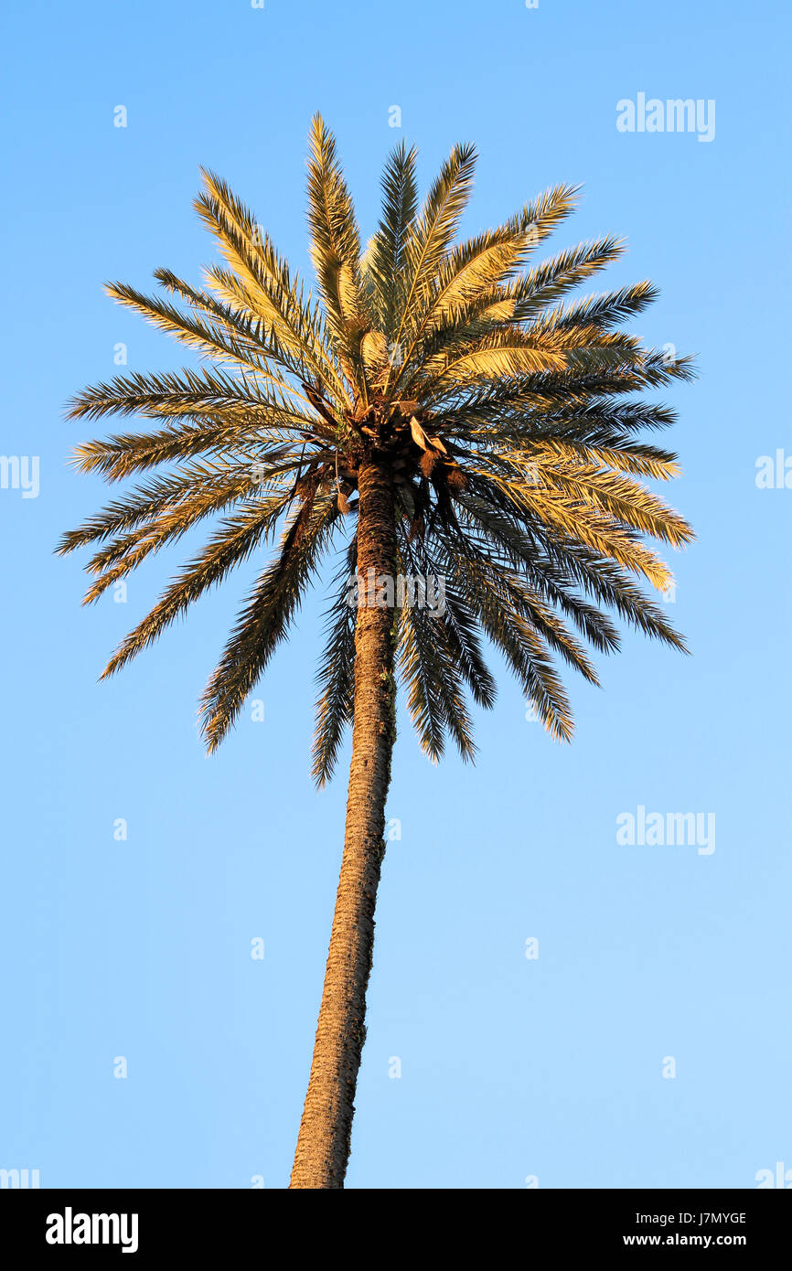 tree spain palm tree andalusia date palm blue tree green trunk europe spain Stock Photo