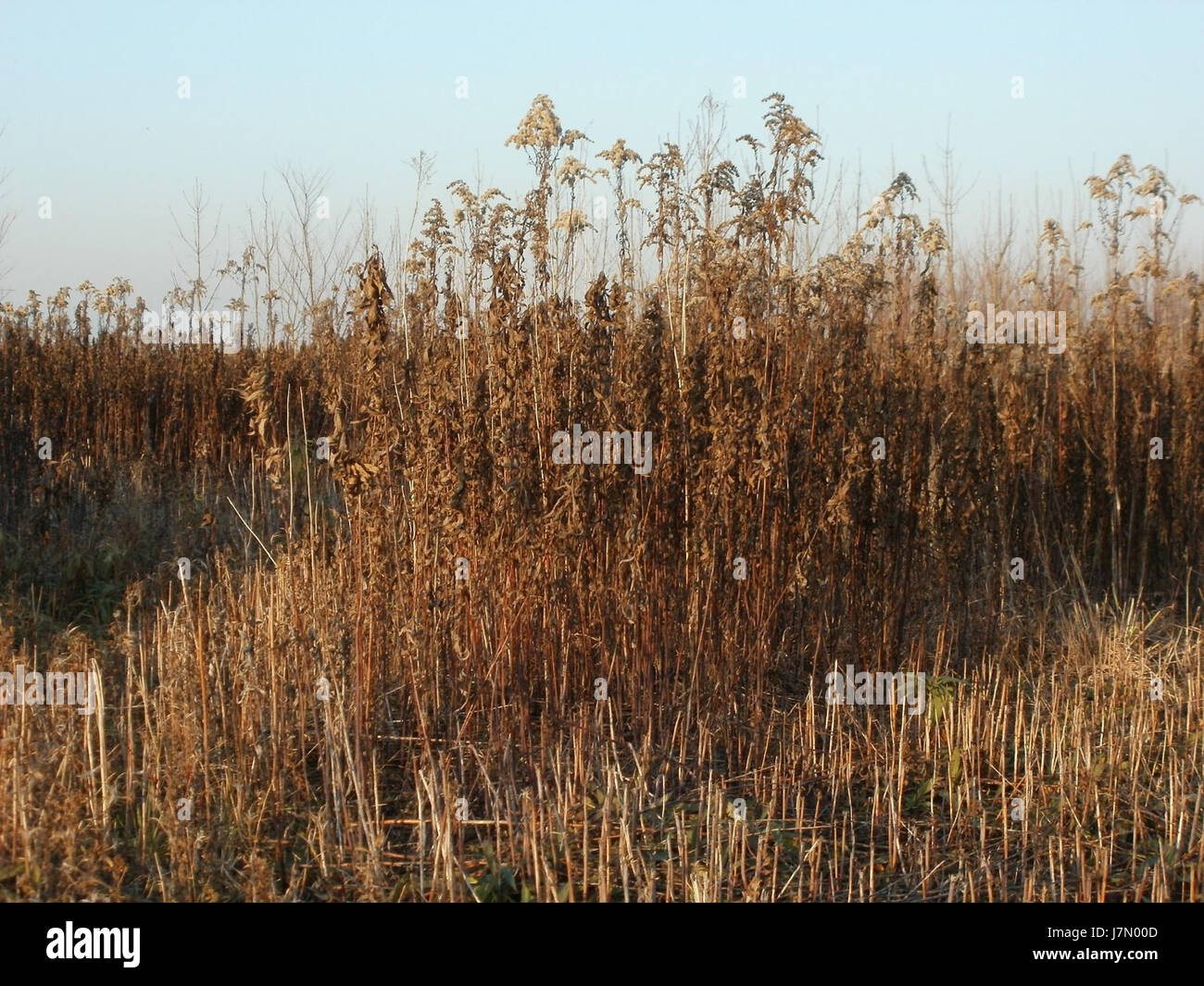 The image captures the scene from Marlach on November 21, 2011, highlighting a significant event or place in the region. Marlach could be a town or area with cultural or historical importance. Stock Photo