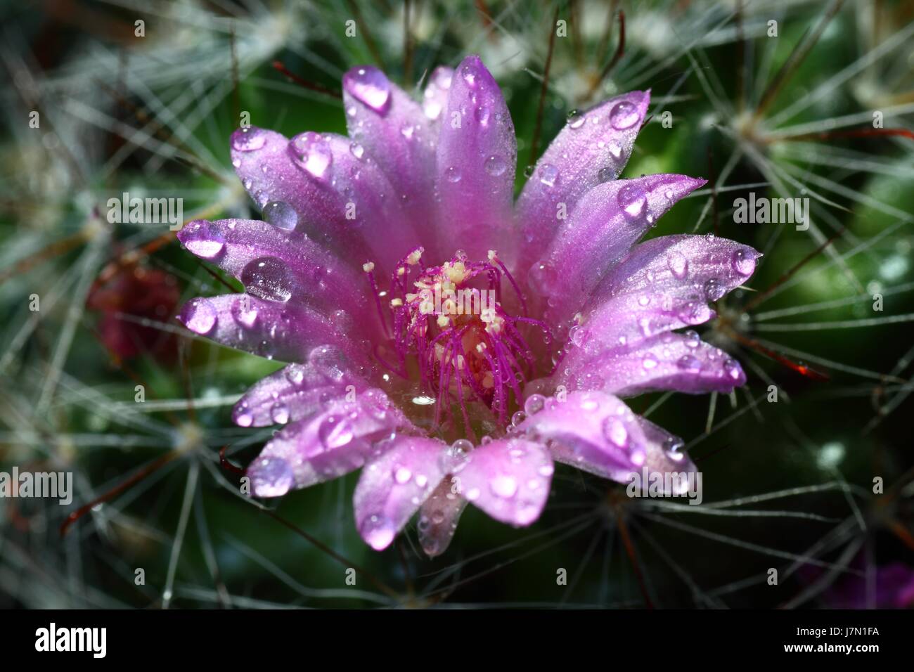 desert wasteland flower plant green cactus nature macro close-up macro ...