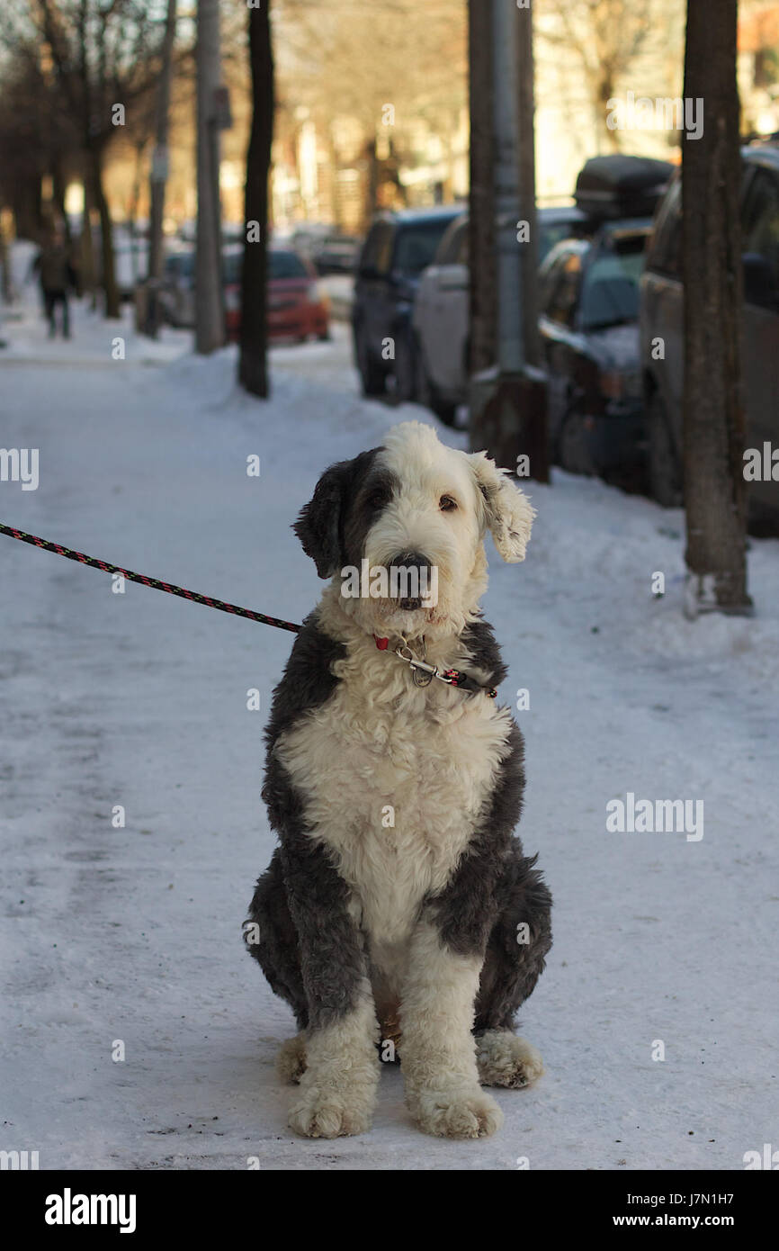 2011 365 363 Dignified Montreal Pup (6601785485) Stock Photo