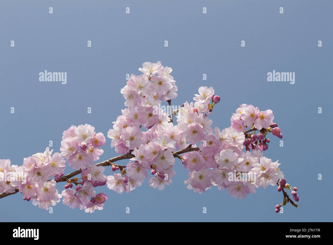 japanese flowering cherry Stock Photo