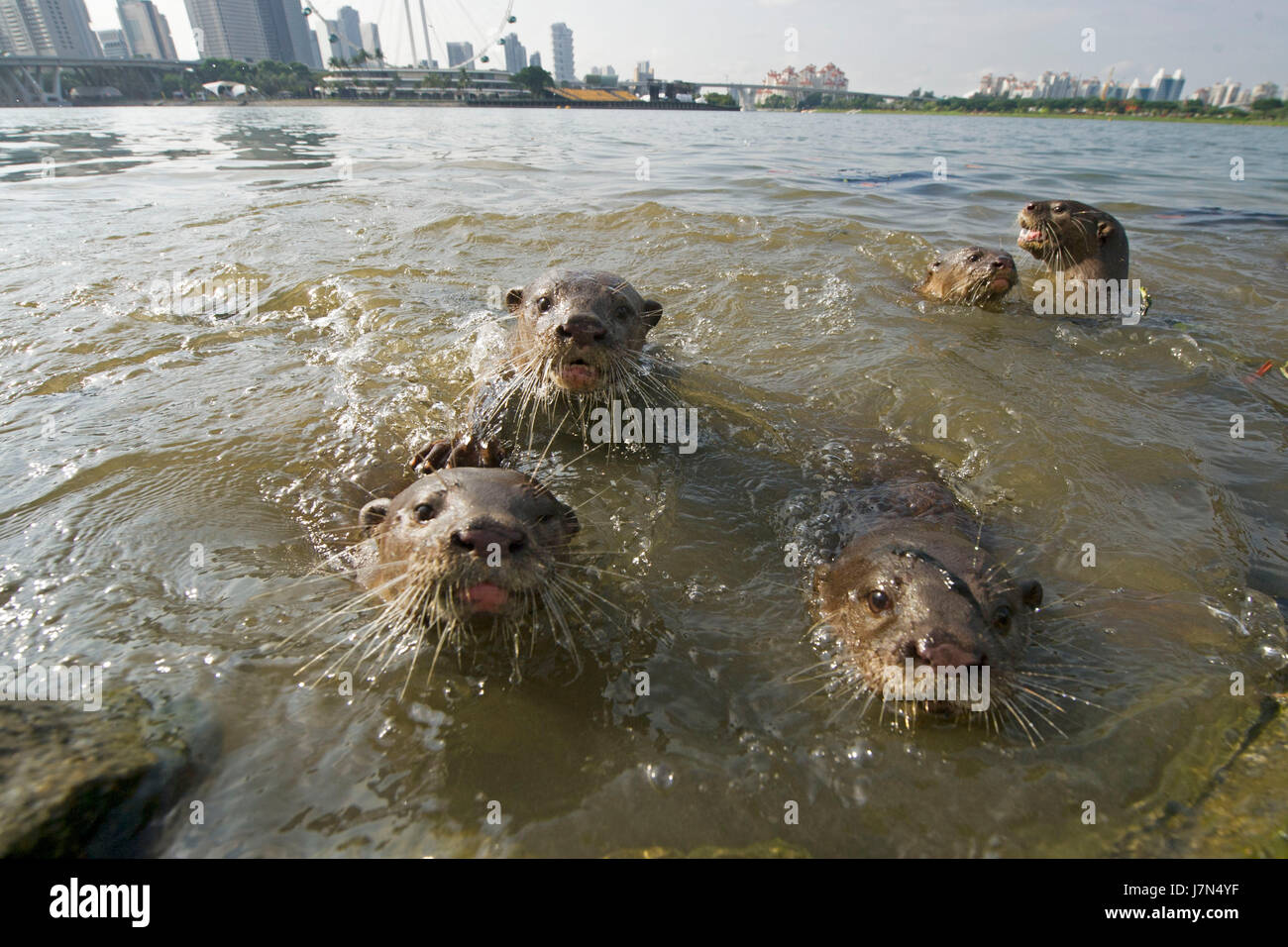 Singapore. 25th May, 2017. A family of wild smooth-coated otter plays in the Marina Reservoir in Singapore, on May 25, 2017. Credit: Then Chih Wey/Xinhua/Alamy Live News Stock Photo