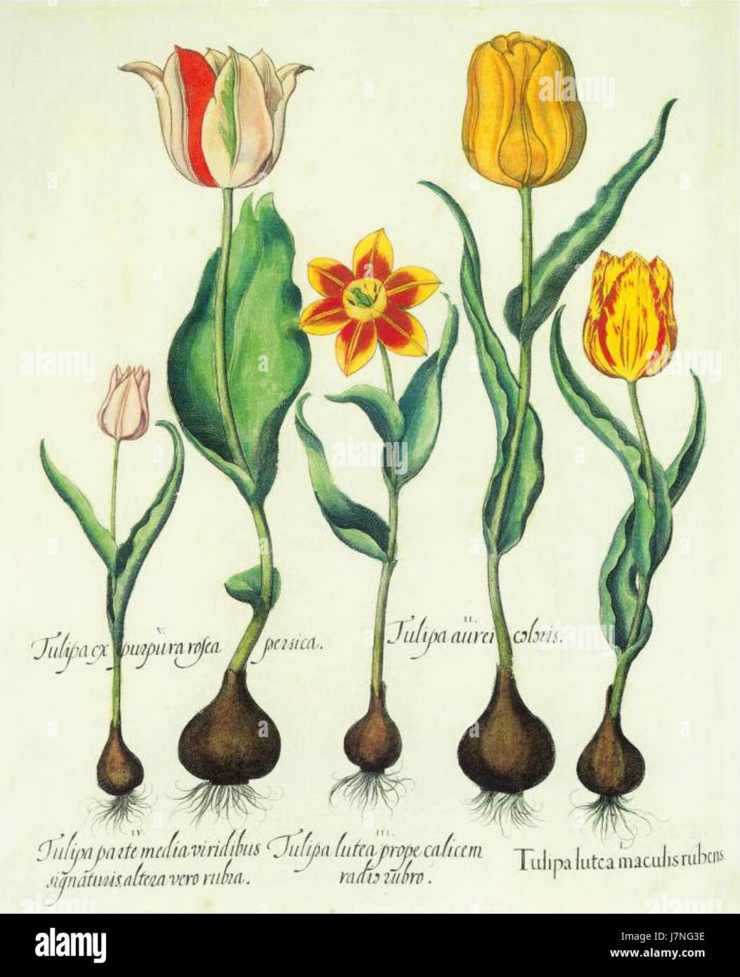 Besler H.E. tulipa 1 alt colors Stock Photo