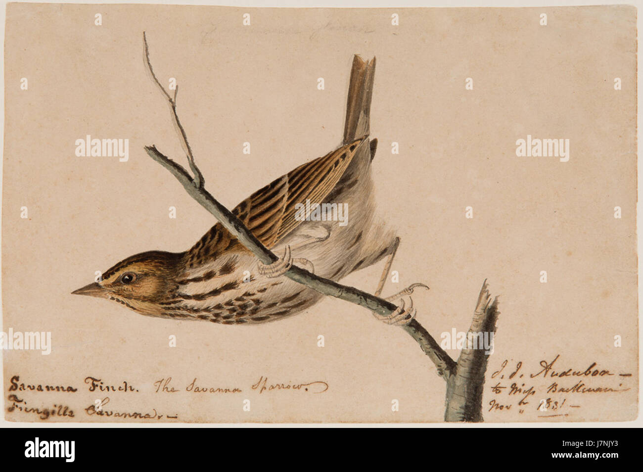 Savanna Finch by John James Audubon, 1831, watercolor Stock Photo