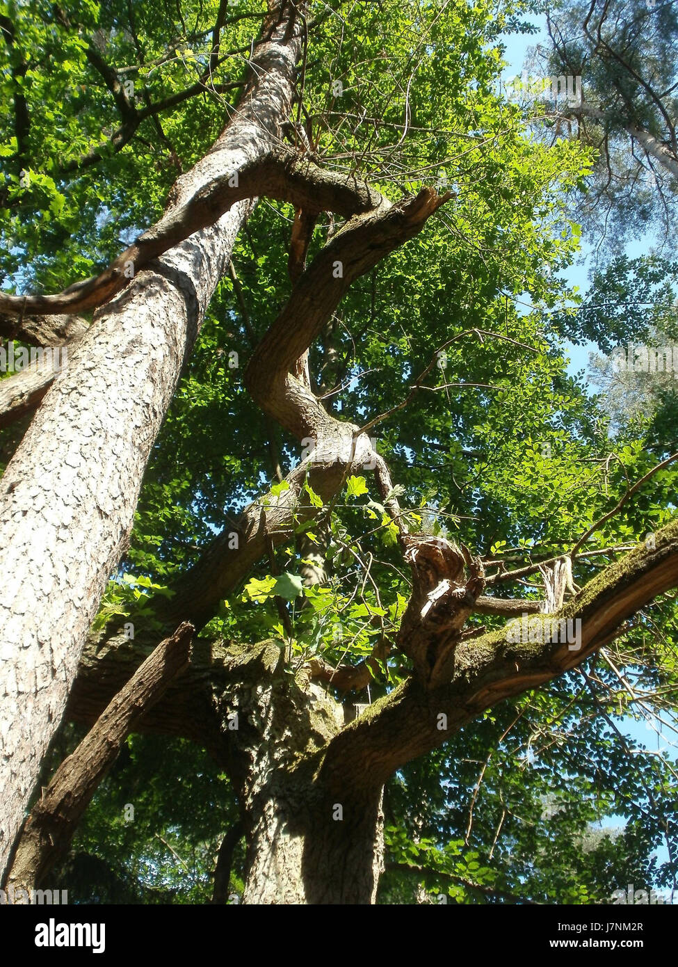 Oak pine hi-res stock photography and images - Alamy