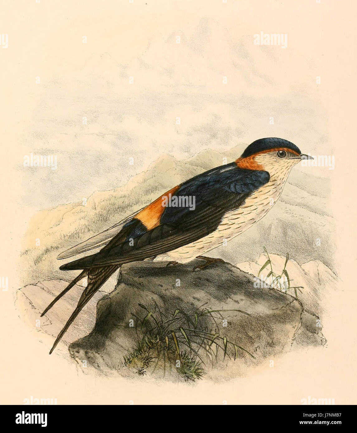 Cecropis daurica nipalensis 1894 Stock Photo - Alamy