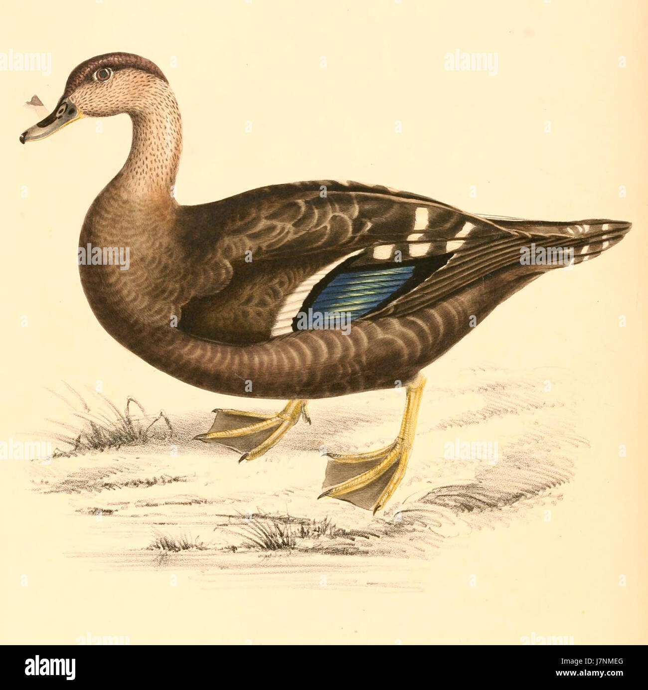 Anas sparsa 1838 Stock Photo Alamy