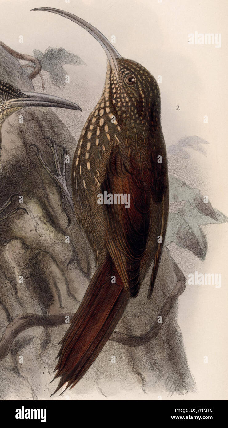 Campylorhamphus pusillus 1902 Stock Photo