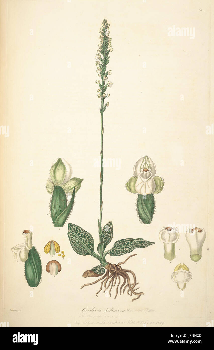 25 Goodyera pubescens   John Lindley   Collectanea botanica (1821) Stock Photo