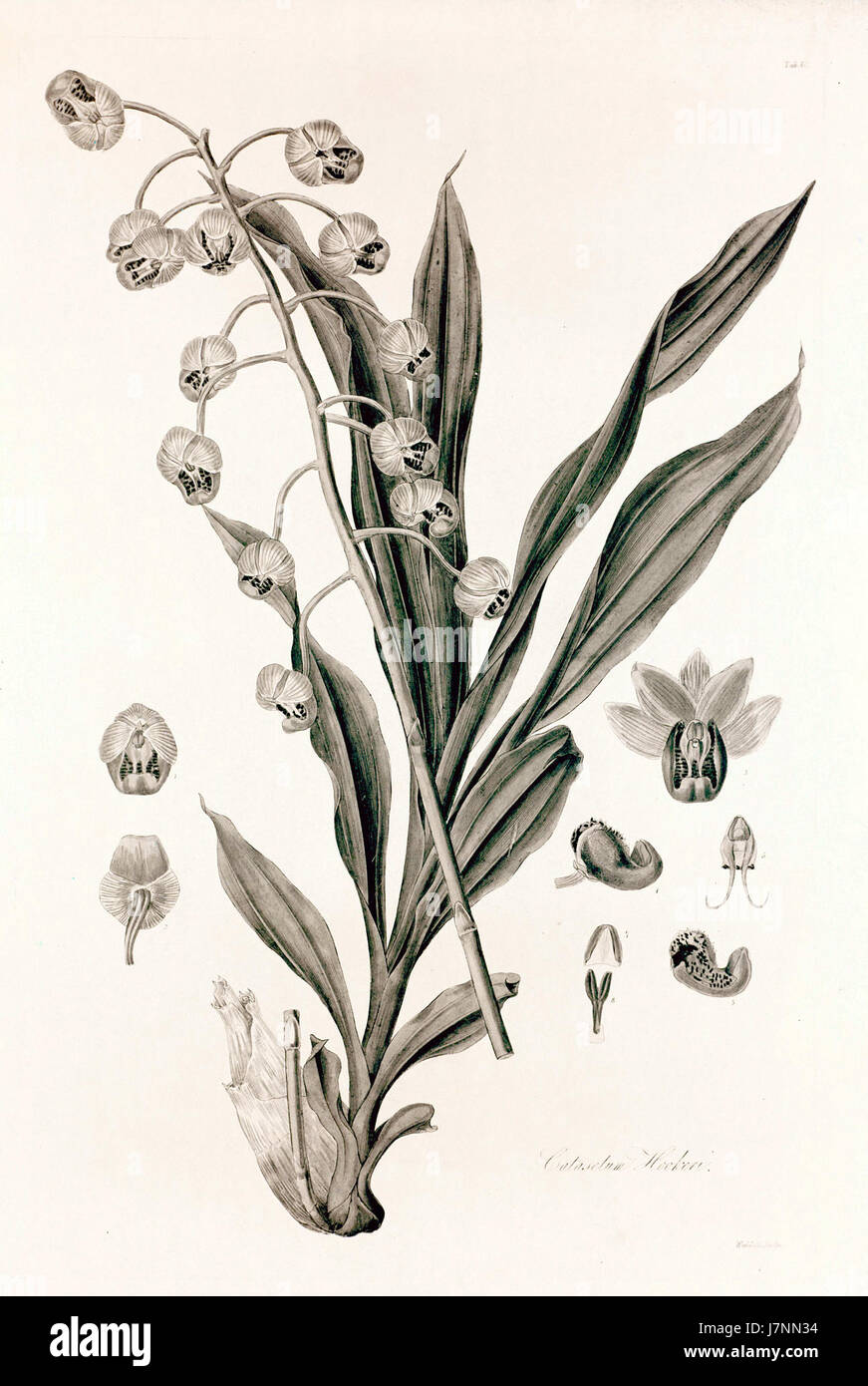 40 Catasetum hookeri   John Lindley   Collectanea botanica (1821) Stock Photo
