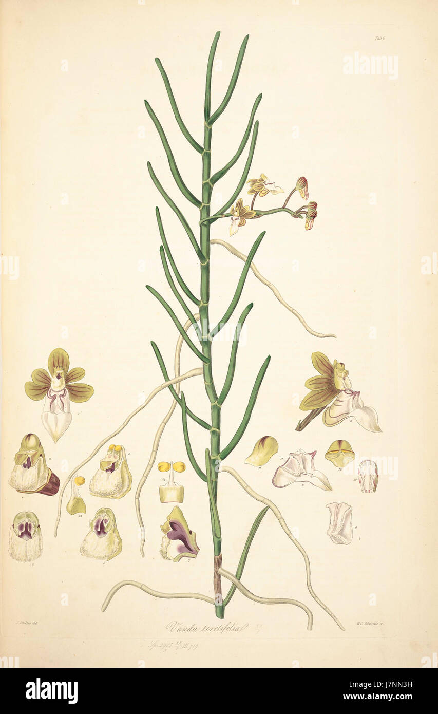 6 Vanda teretifolia   John Lindley   Collectanea botanica (1821) Stock Photo