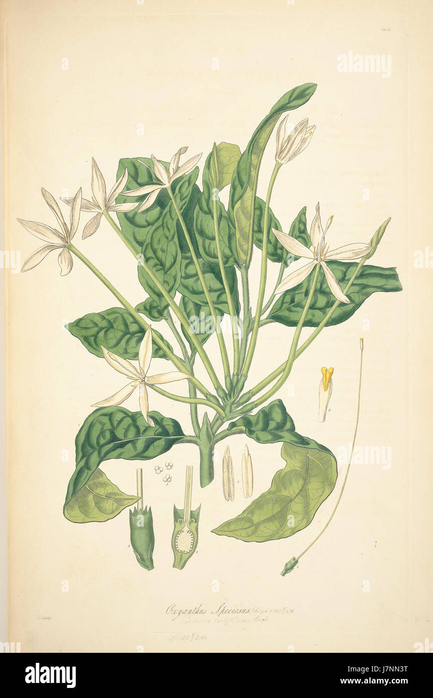 13 Oxyanthus speciosus   John Lindley   Collectanea botanica (1821) Stock Photo