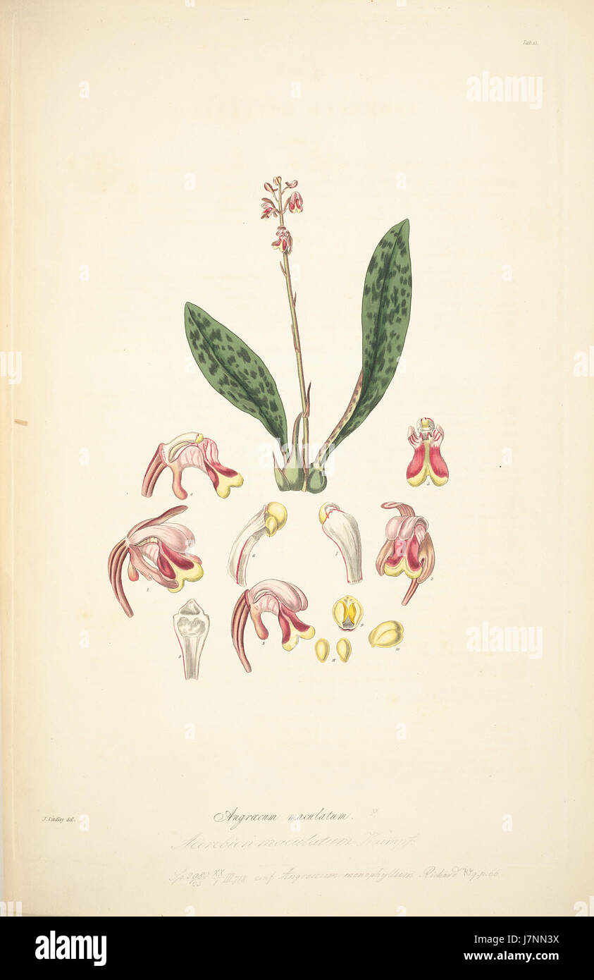 15 Angraecum maculatum   John Lindley   Collectanea botanica (1821) Stock Photo