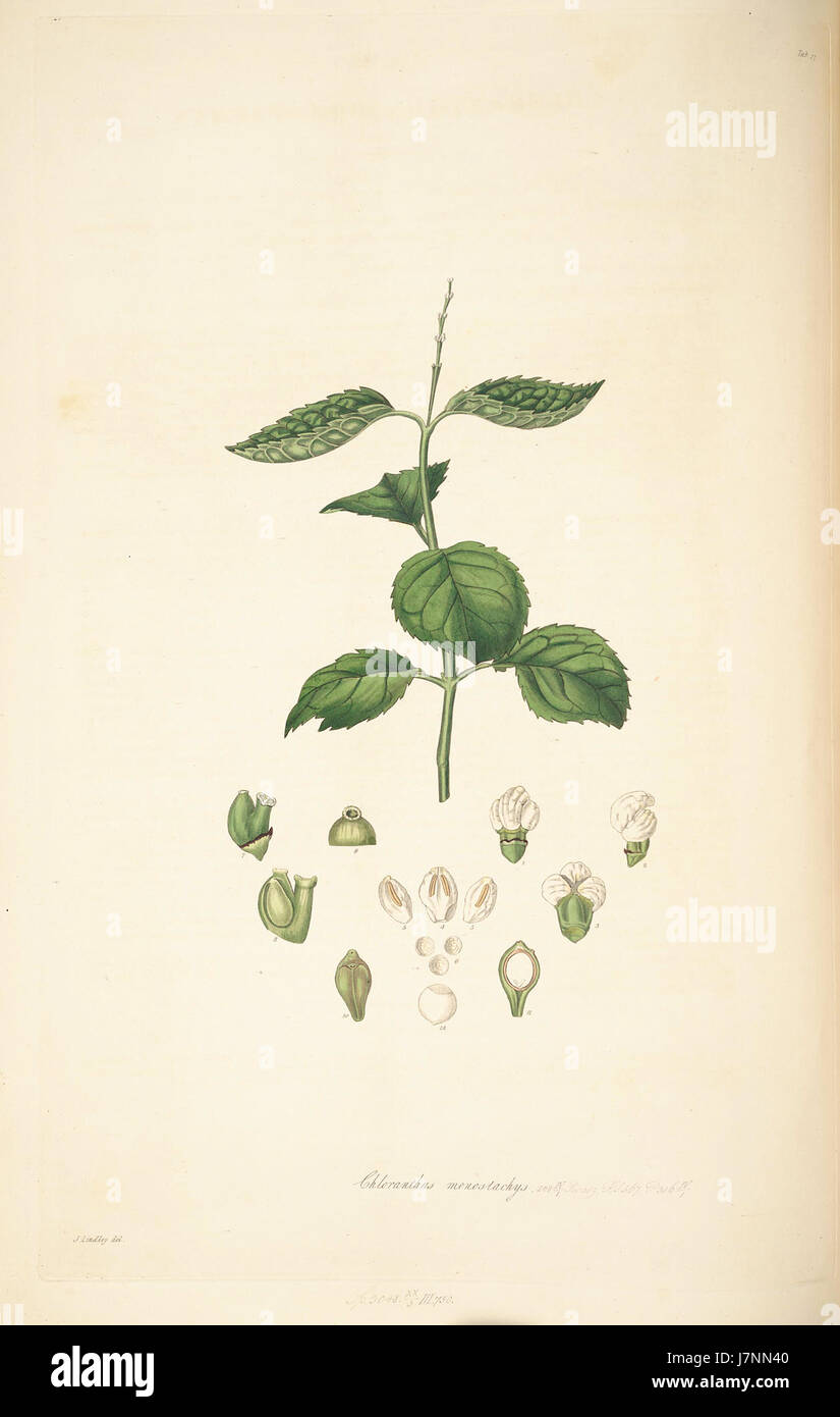 17 Chloranthus monostachys John Lindley Collectanea botanica (1821 ...
