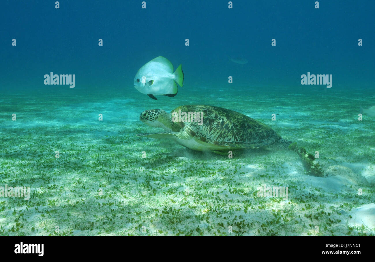 dive turtle tortoise reptile asia fish underwater dive encounter pisces turtle Stock Photo
