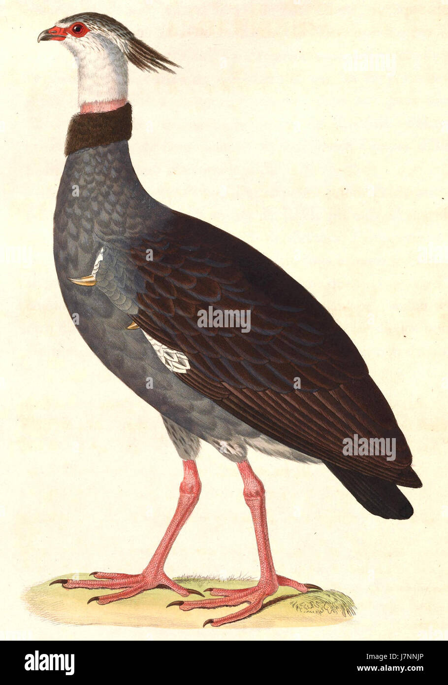 Chauna torquata 1838 Stock Photo Alamy