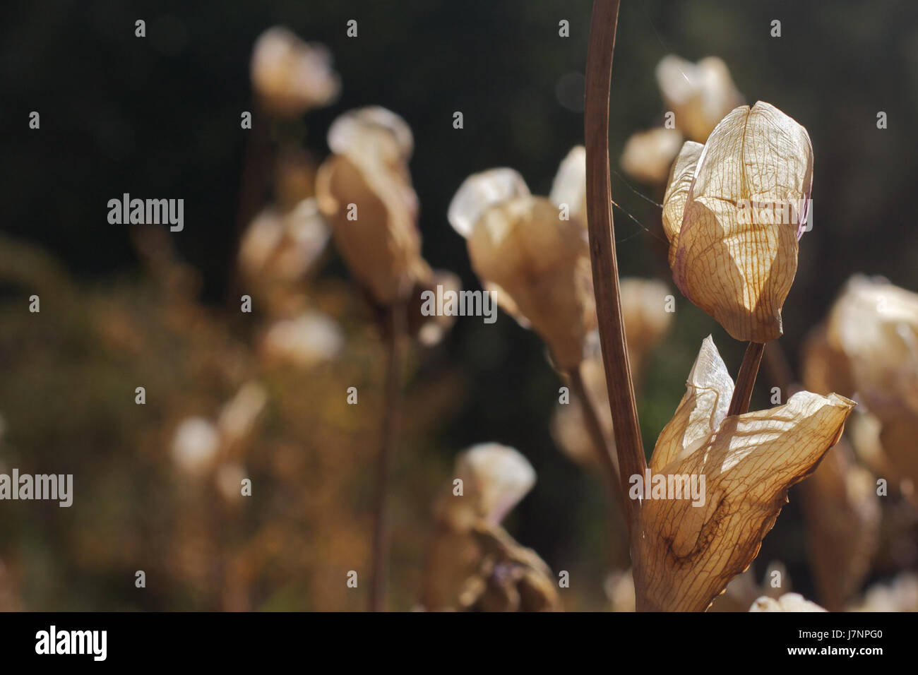 2012 366 188 Ghosts of Irises Past (7519600856) Stock Photo