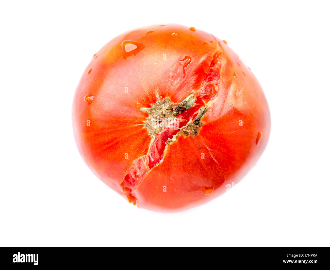 The nature isolated red Tomato. Stock Photo