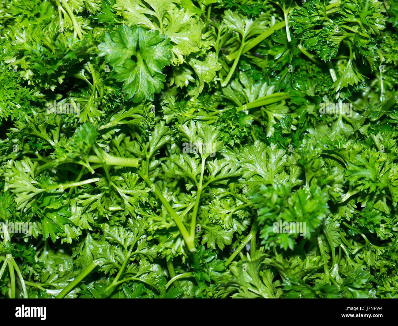 Parsley or garden parsley (Petroselinum crispum) is a species of flowering plant in the family Apiaceae. Stock Photo