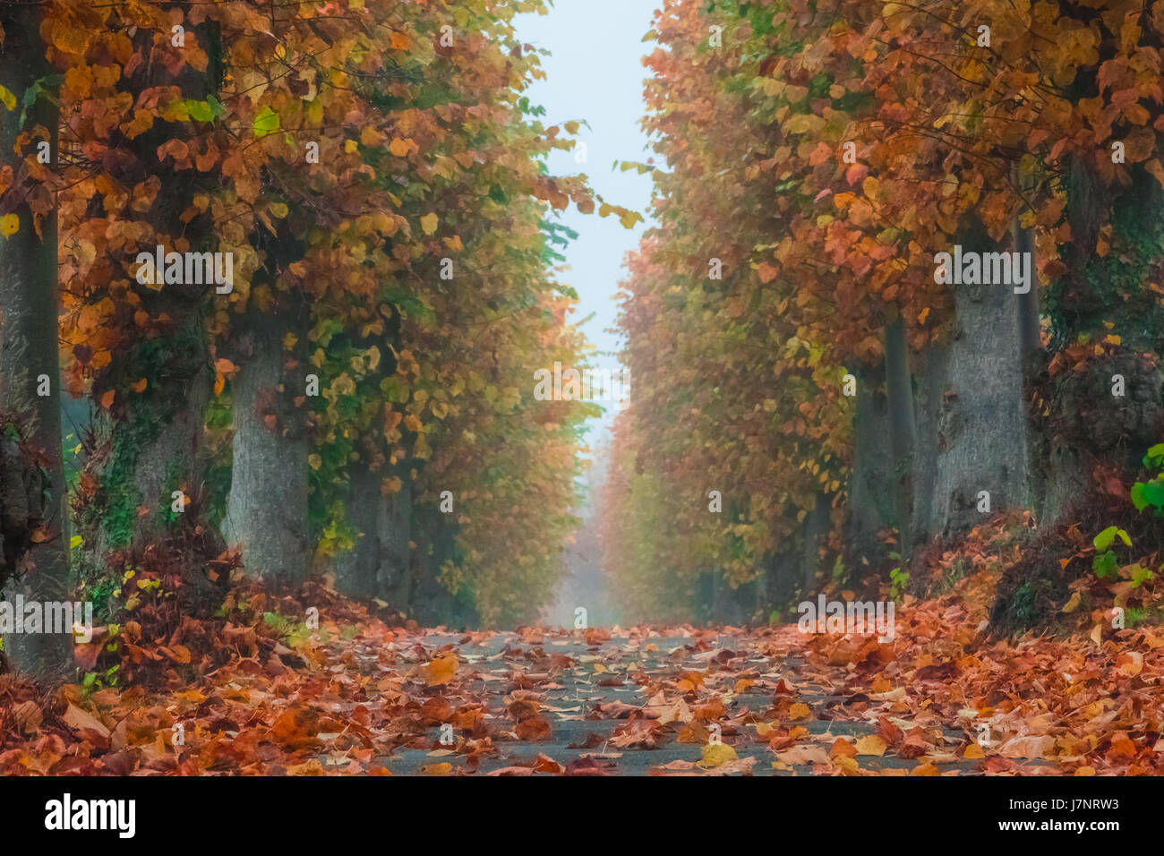 Pathway in a park photographed in autumn Stock Photo - Alamy