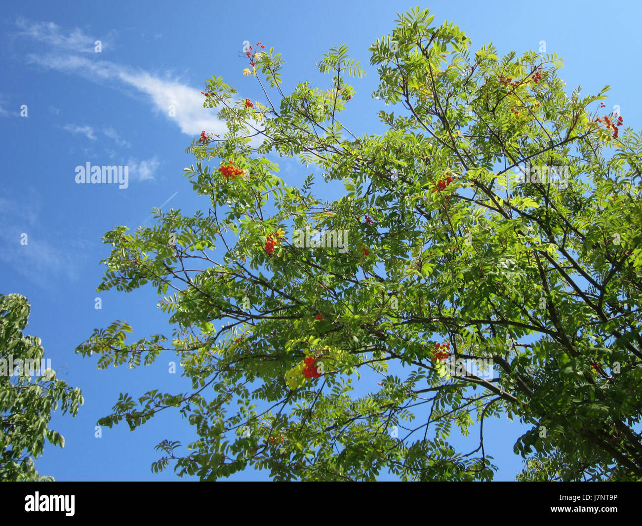 European ash tree hi-res stock photography and images - Alamy