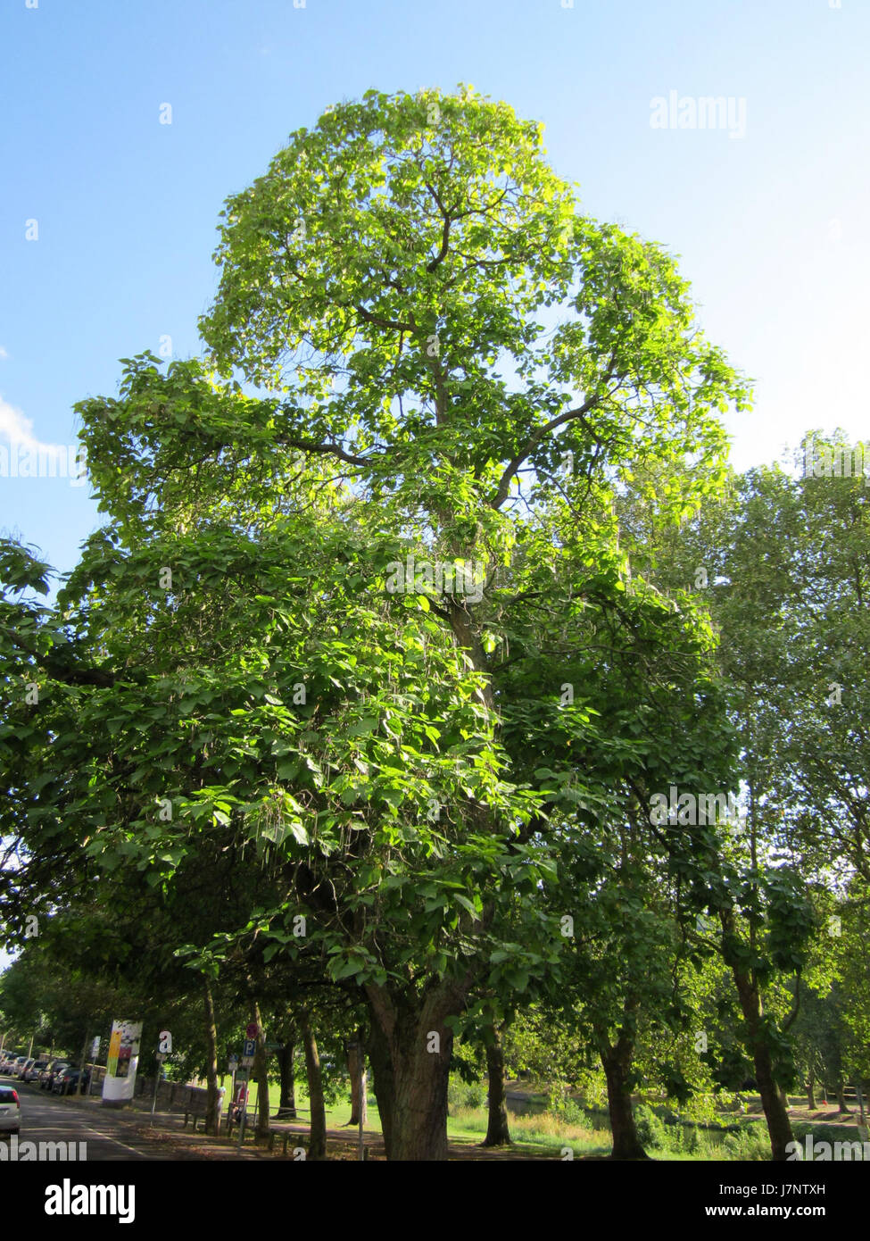 This image features a trompetenbaum tree in Staden, showcasing the ...
