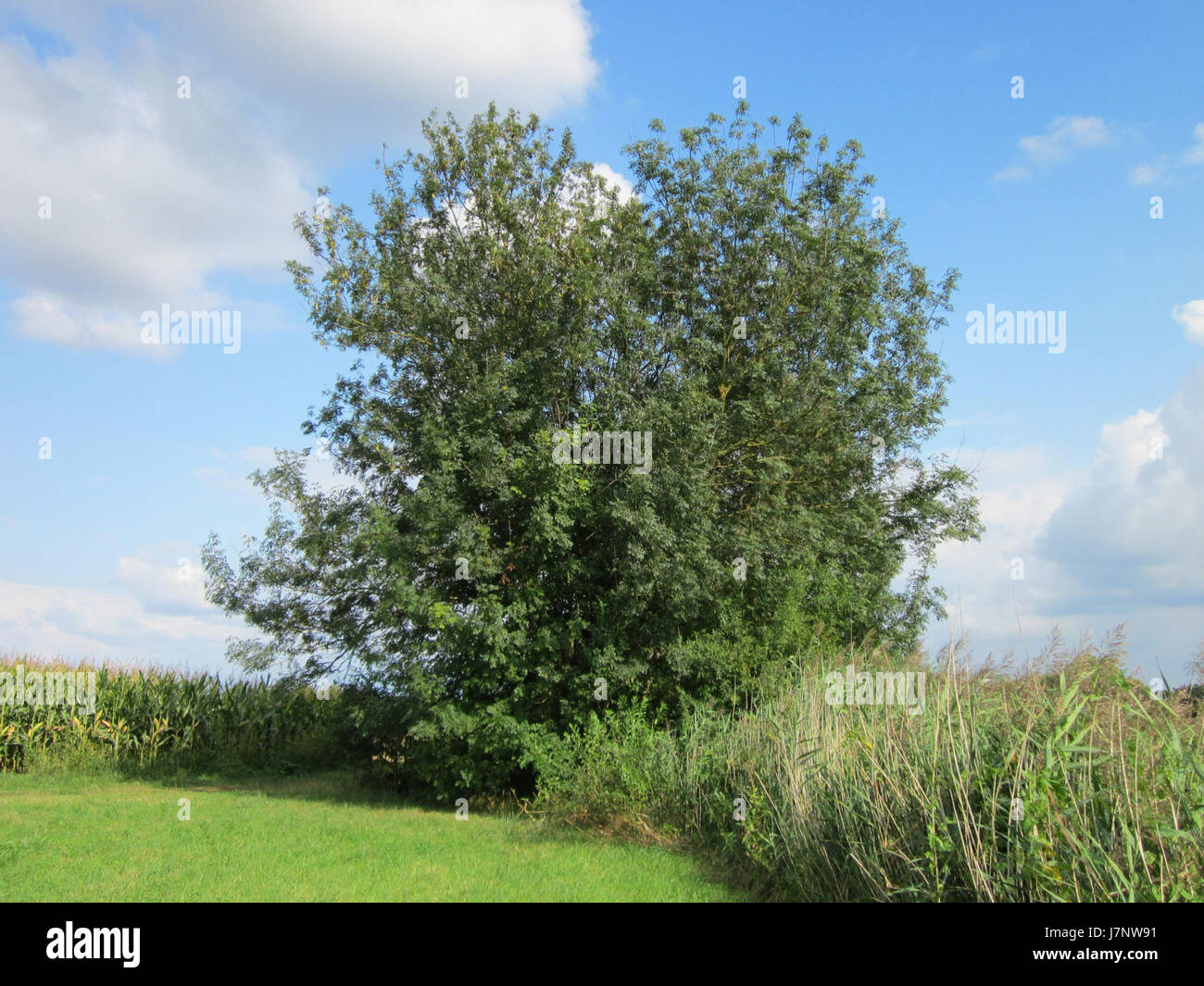 The Esche Hockenheimer Rheinbogen refers to a specific geographical ...