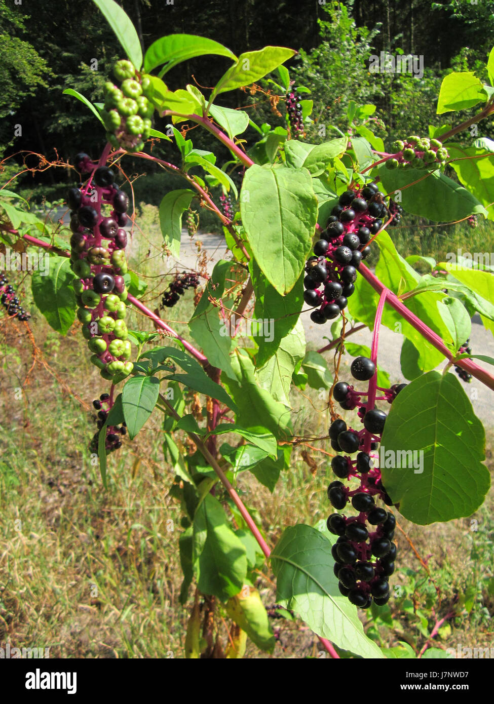 St leon rot hi-res stock photography and images - Alamy