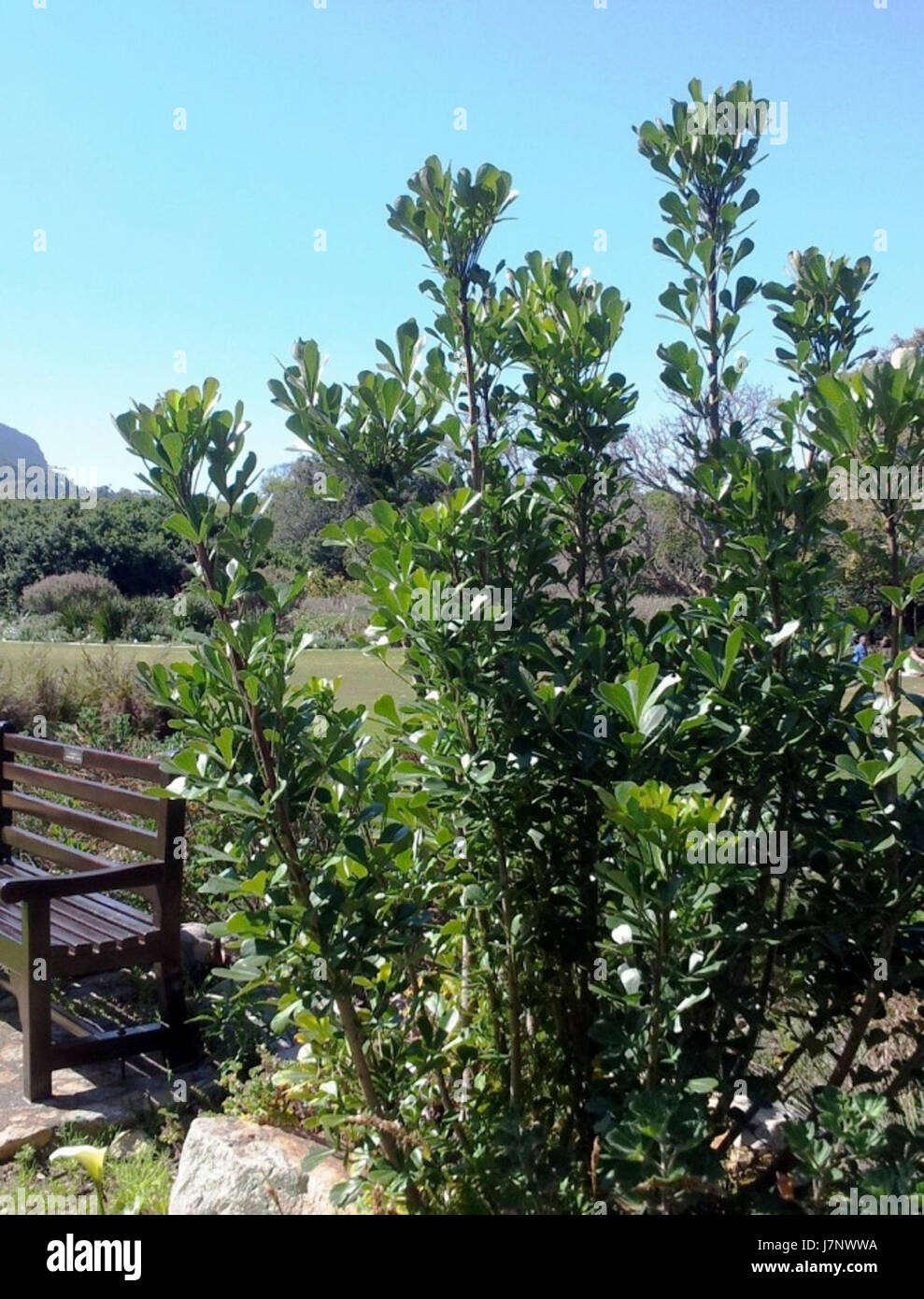 1 small Cussonia thyrsiflora tree   Cape Town garden Stock Photo