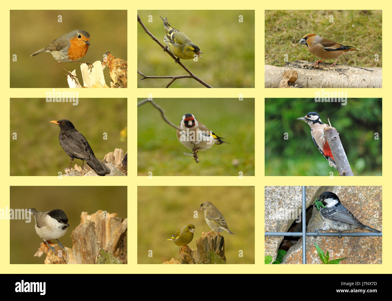 fauna woodpecker collage singing-bird bobolinks finches titmice bird birds Stock Photo