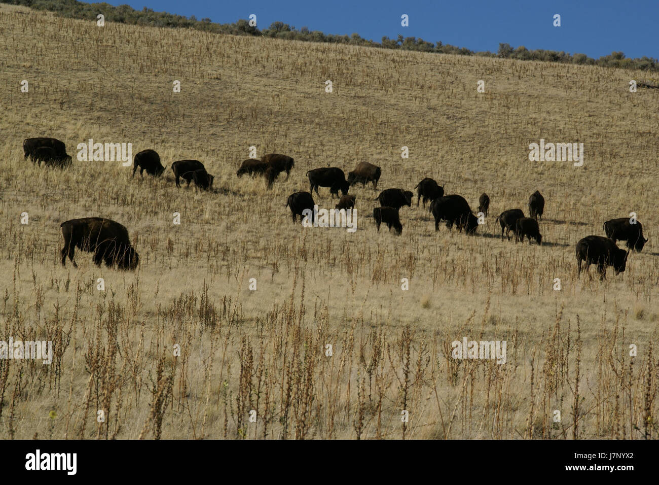 2012.10.01.152649 Bison Bison bison Antelope Island Utah Stock Photo