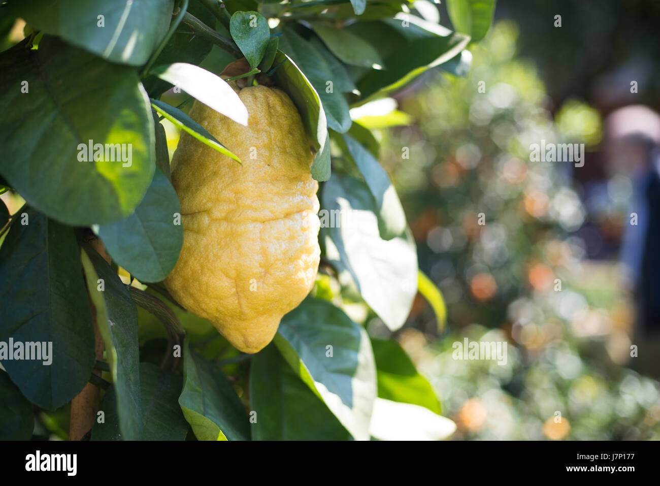 Citron fruit close up on green cedar tree branch and leaves, selective focus, copy space on the right Stock Photo
