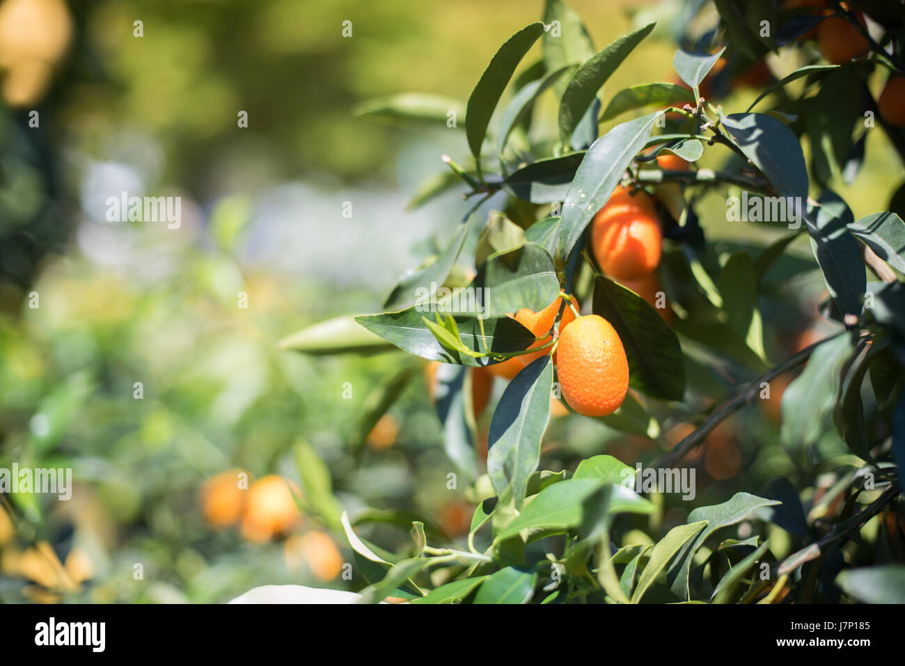 Kumquat fruit close up on green tree branch and leaves, selective focus and copy space on the left Stock Photo