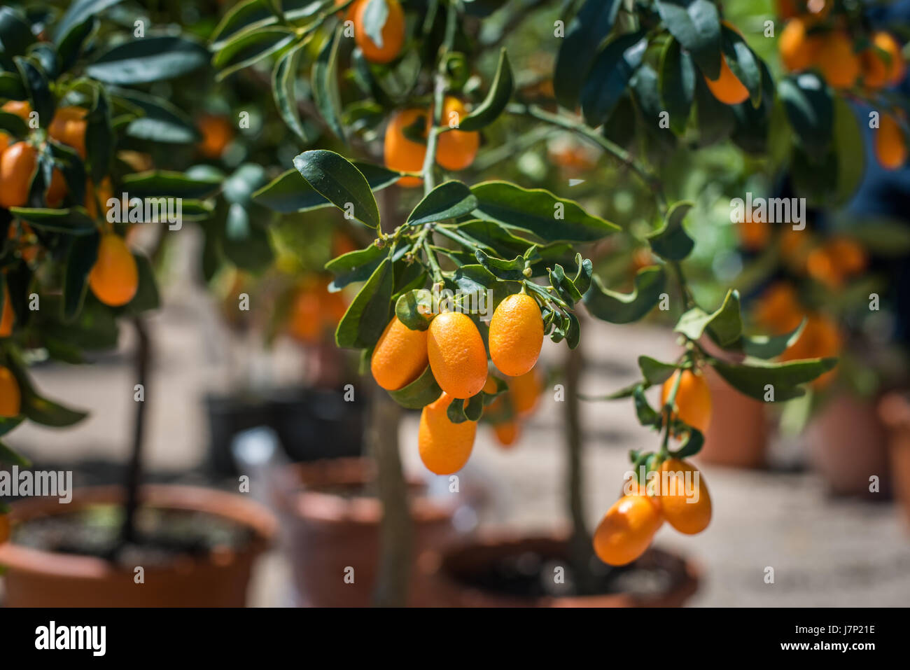 Kumquat fruit close up on green tree branch and leaves, selective focus with vase in plant nursery in background Stock Photo