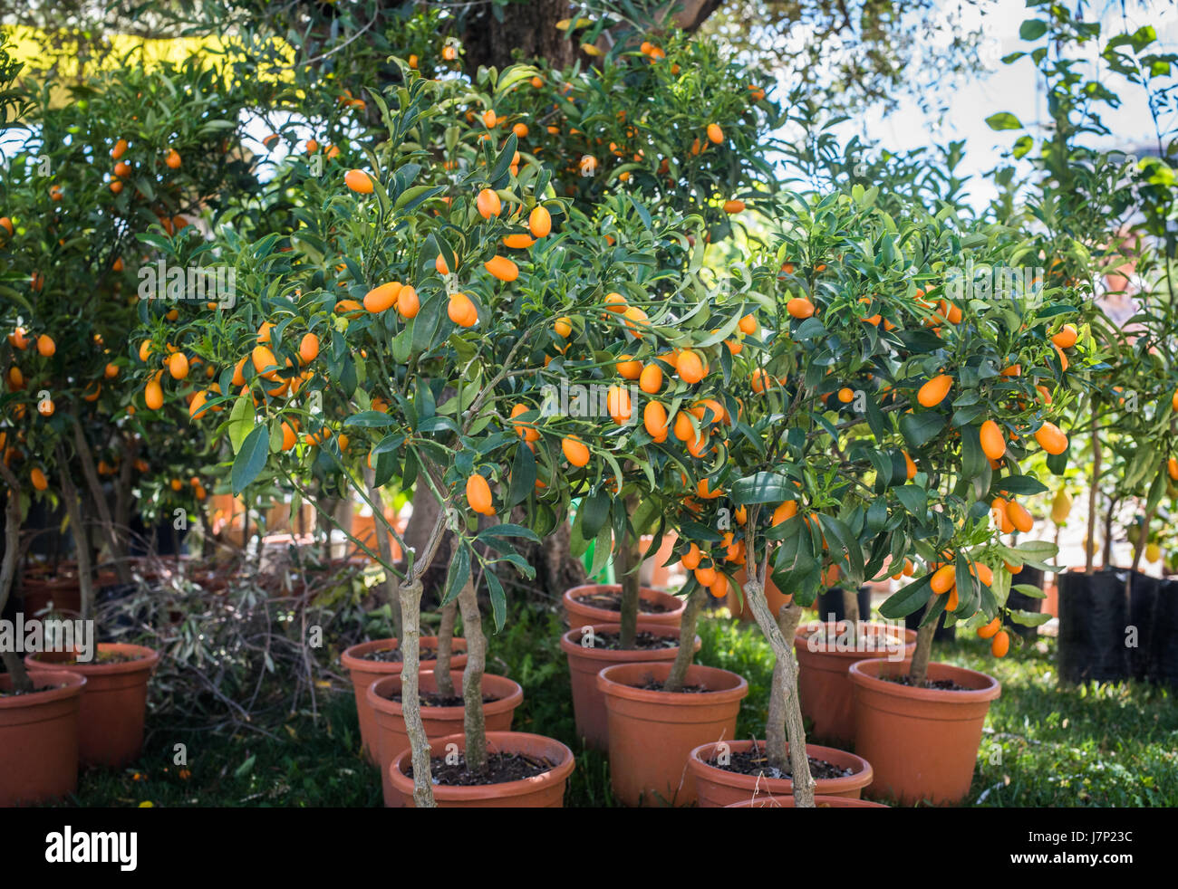 Kumquat trees in plant nursery, many plants in vase for sale in store Stock Photo