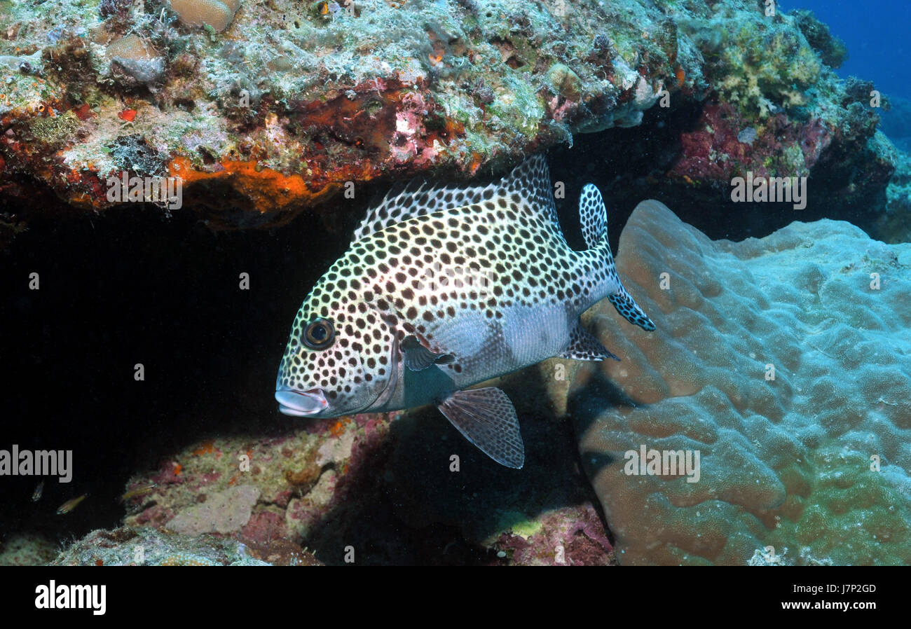 fish harlequin dive atoll far east asia indonesia fish harlequin underwater Stock Photo