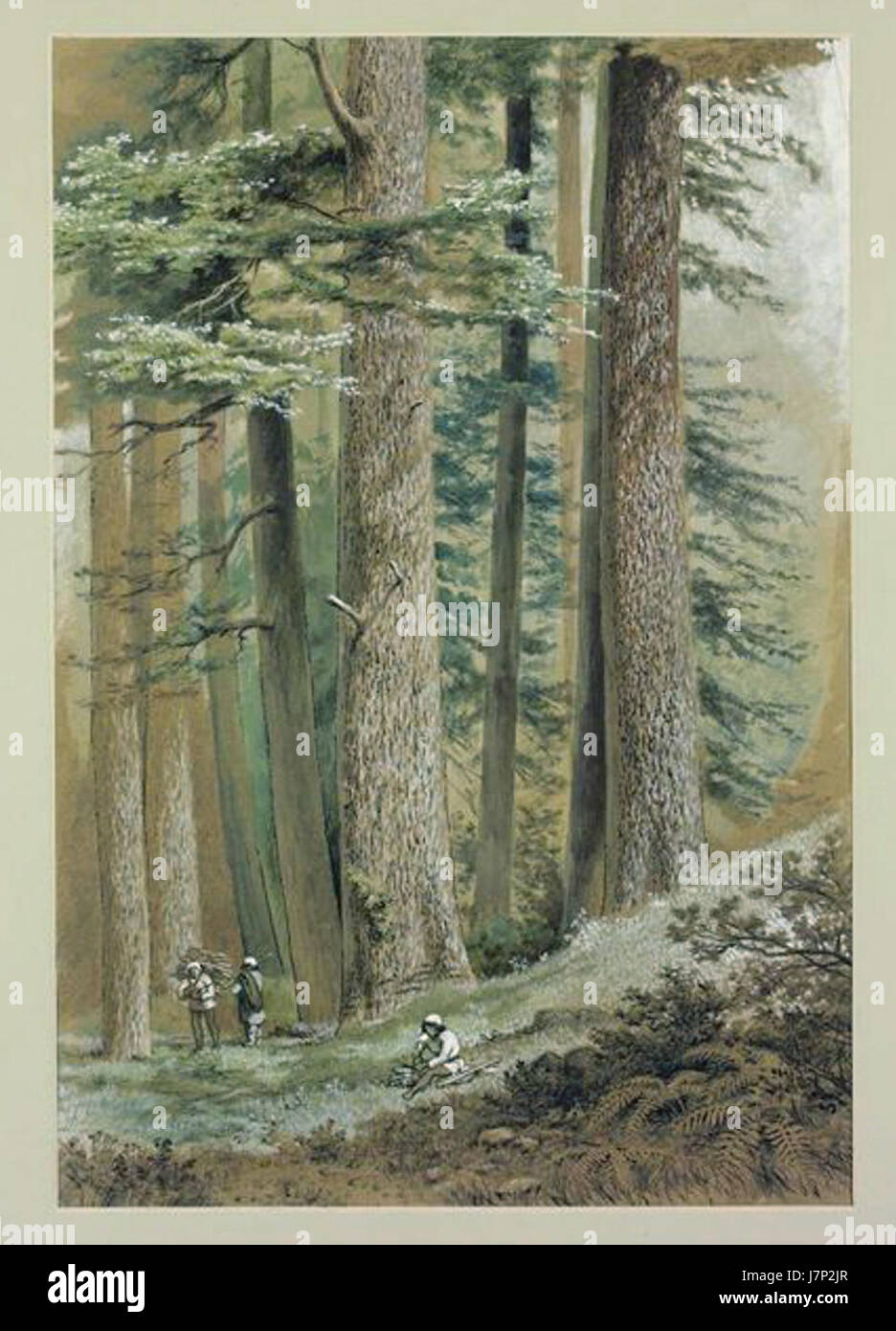 Cedrus deodara, or the deodar cedar, is a species of cedar native to the western Himalayas. This description refers to the forest in which these trees were studied by De Fabeck in 1864. Stock Photo