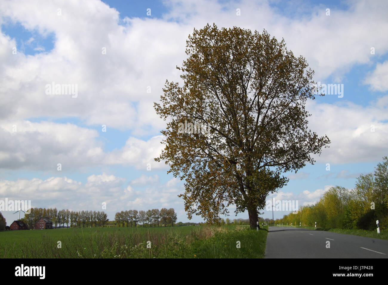 tree trees field spring eco firmament sky clouds tree trees agriculture farming Stock Photo