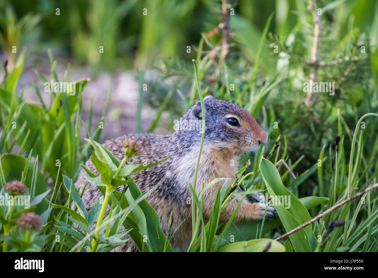 Wildlife wild flowers glacier national park landscapes Stock Photo - Alamy