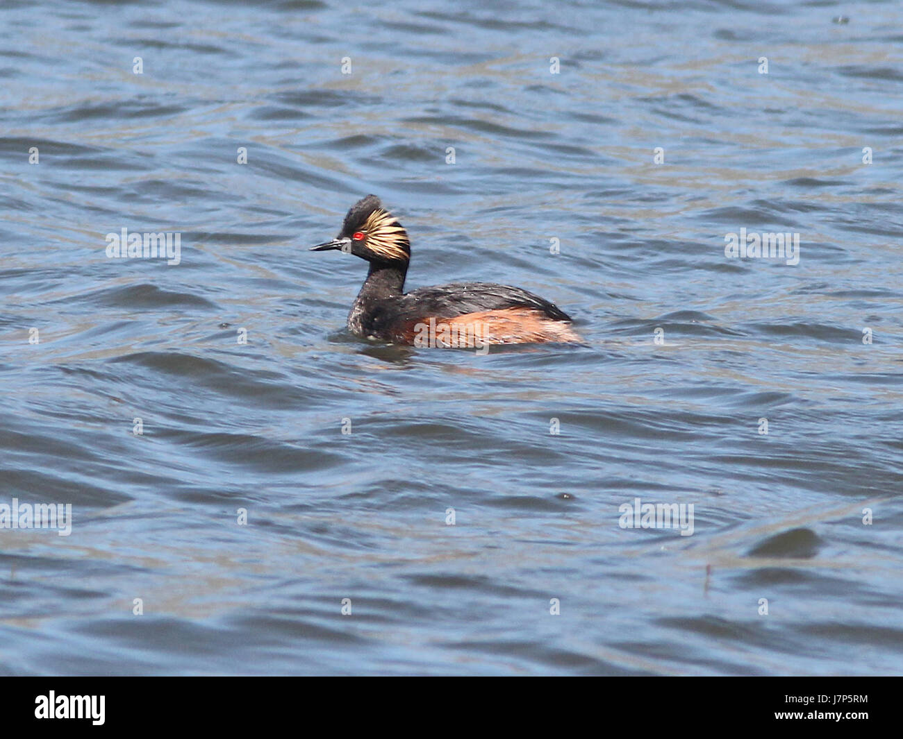 099 EARED GREBE (6 6 13) koosharem reservoir, sevier co, ut (1