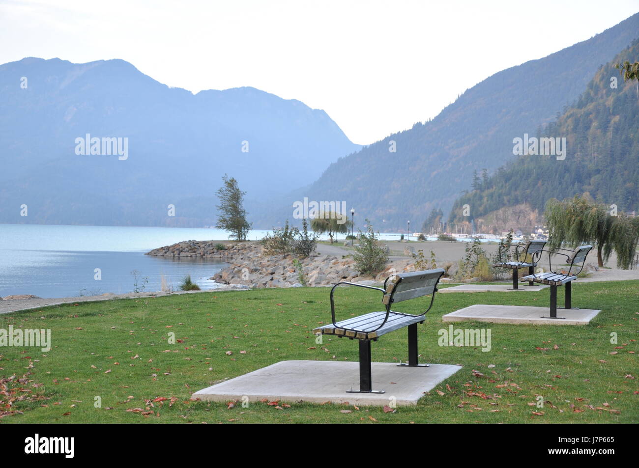 famous tree canada sight view outlook perspective vista panorama