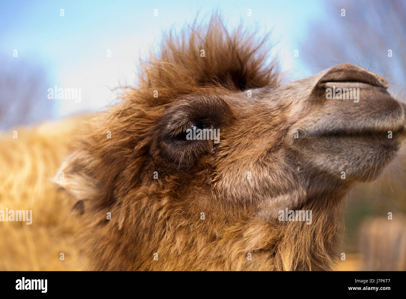 dromedary zoo dromedary pack animal einhckriges arabisches kamel einhckriges Stock Photo