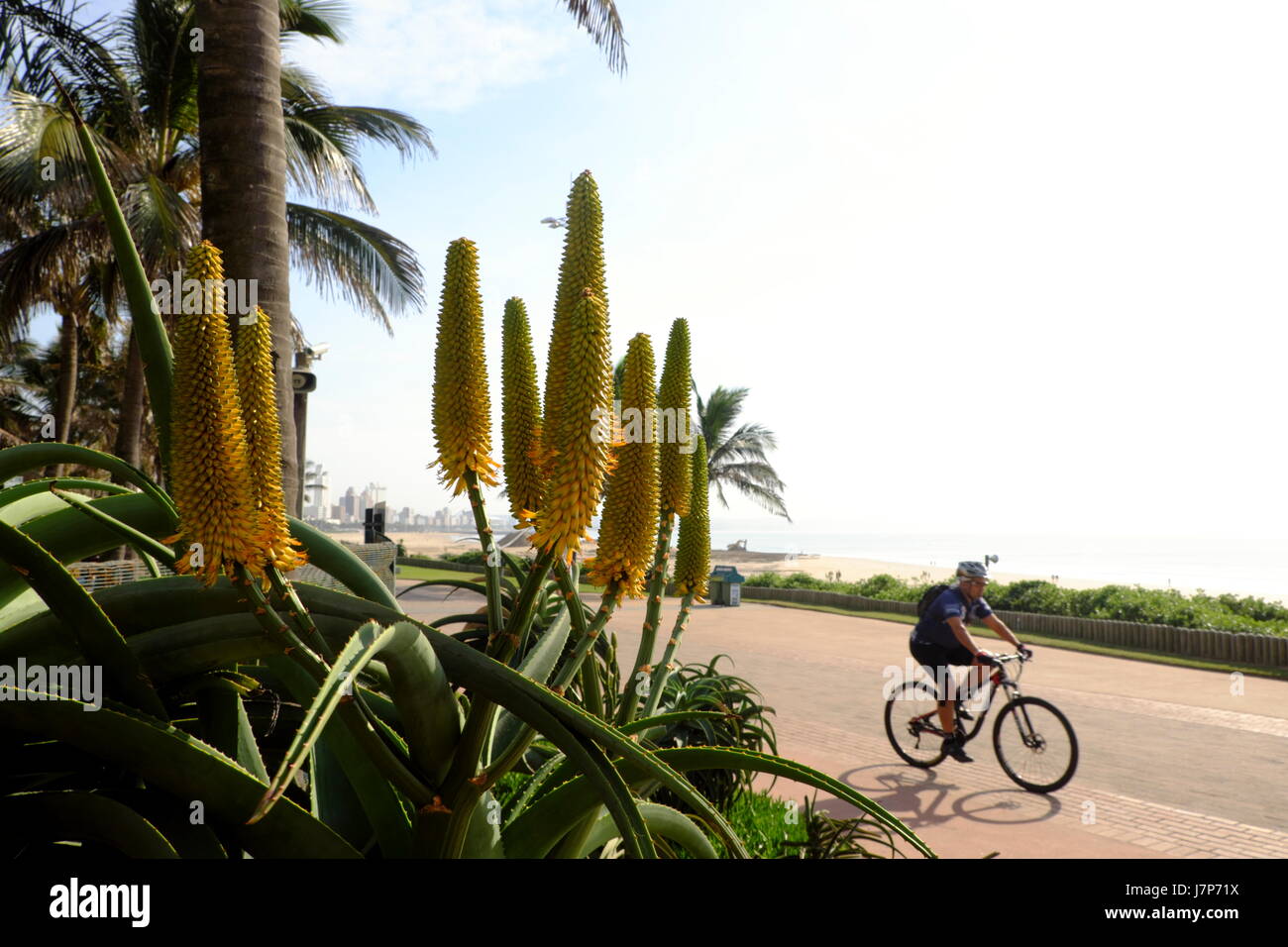 A cyclist riding along the golden Mile enjoying the beautiful Autumn weather in Durban on the East Coast of South Africa. Stock Photo